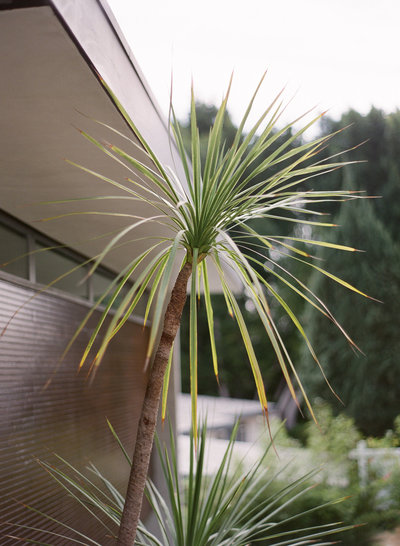 lumi photography palm at lew house