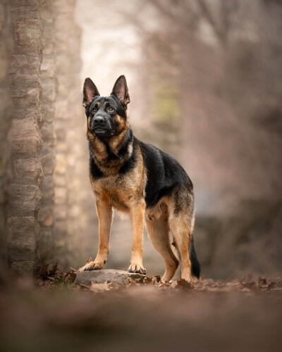 German Shepherd Dog in ruins in St Louis standing on a rock looking up into the sky. 