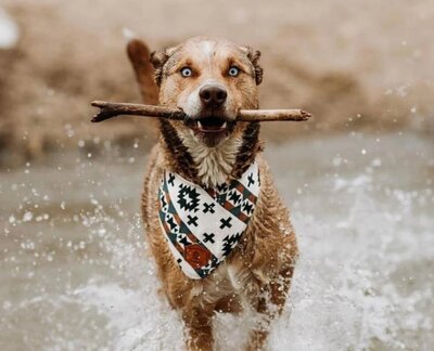 dog with stick and cute bandana