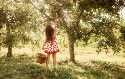 Little girl picks apples during Family Photoshoot in Asheville, NC.
