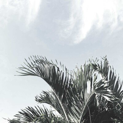 palm2