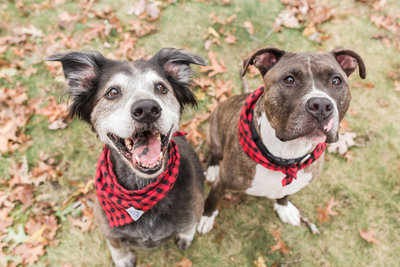 Two dogs wearing red and black plaid scarves