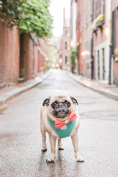 Pug wearing a bow tie in Beacon Hill