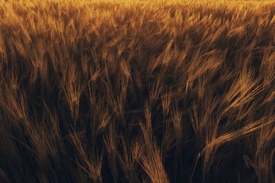 hasan-almasi-t2pofJ--3jY-unsplash