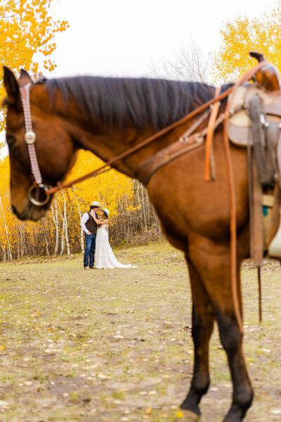 Jackson Hole photographers capture horse standing in front of bride and groom during outdoor portraits