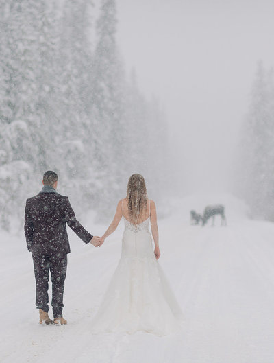 emerald lake lodge winter wedding moose on snowy road