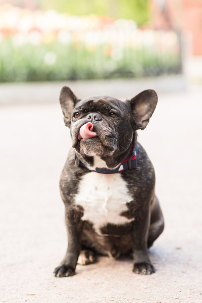 Black French Bulldog with tongue sticking out