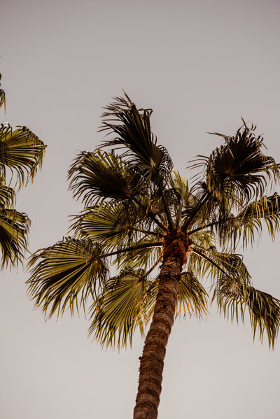 Gran Canaria Palmboom Levensfotograaf Cherryblossom D.