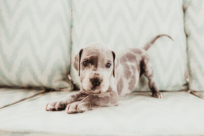 Sire