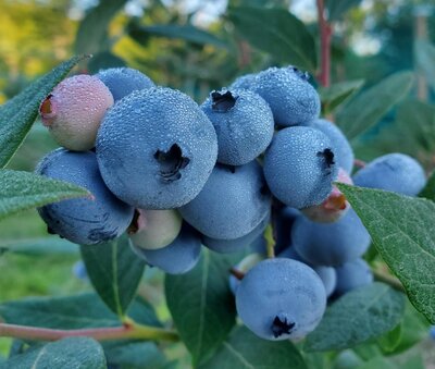 hand holding bucket of pick your own blueberries at Bascom Road Blueberry Farm