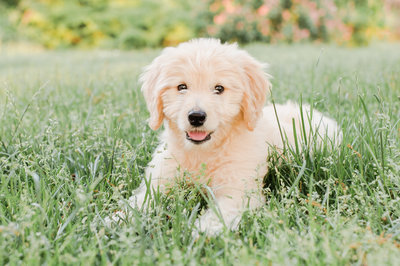 Goldendoodle puppy laying in grass