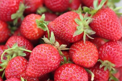 close up picture of pick your own strawberries