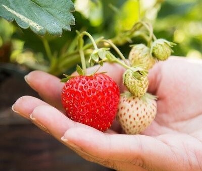 hand holding PYO strawberries