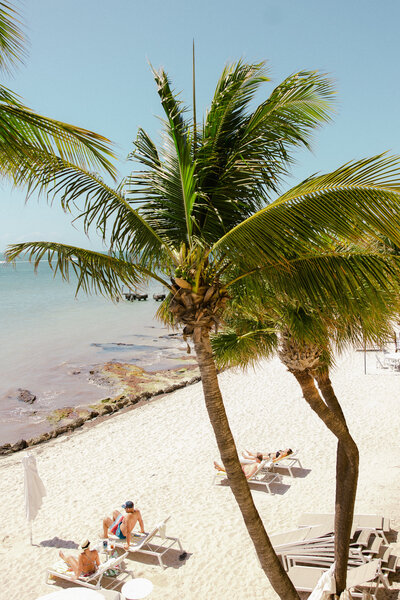 Palm trees on a beach.