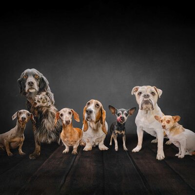 Seven mixed breed dogs in studio