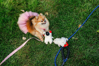 Dog with leash and stuffed sheep