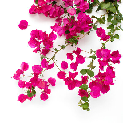 Social-Squares_Styled-Stock-Photos-for-Social-Media_0548-2