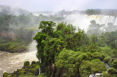 rainforest