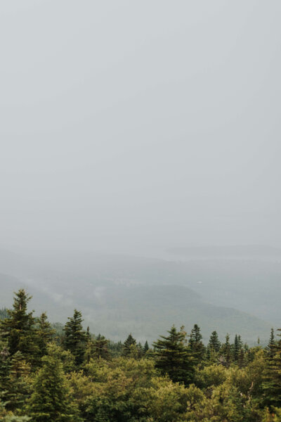 Trees on a foggy day on Mount Desert Island, Maine