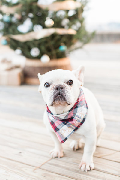 White French Bulldog wearing a Christmas scarf