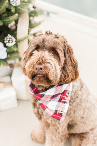 Brown Goldendoodle wearing a plaid Christmas scarf