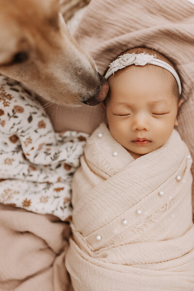 Newborn Photographer, Brand new baby girl swaddled in blankets being kissed by a golden retriever