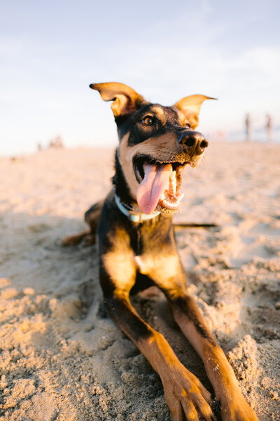 Dog on beach with tongue hanging out