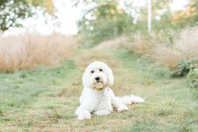 Goldendoodle laying in a field