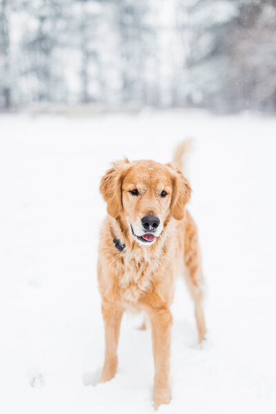 Victoria's golden retriever playing in the snow