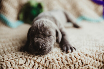 Frenchie in light Blue Photoshoot