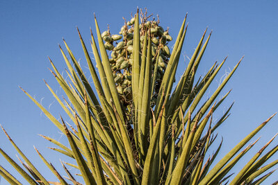 Location Branding closeup desert palm against blue sky