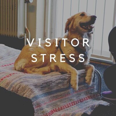 Visitor stress bonus lesson dog on bed