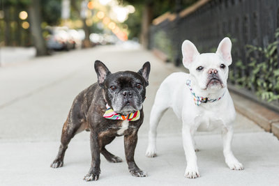 Two French Bulldogs on a sidewalk in Boston