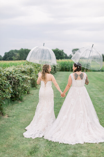 Two brides holding hands and carrying clear umbrellas while walking away from their wedding photographer in a Wisconsin vineyard