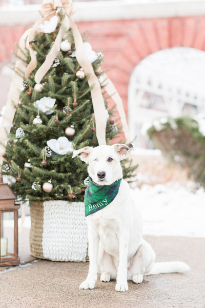 Husky/Shepherd Mix Dog wearing a green plaid Christmas scarf