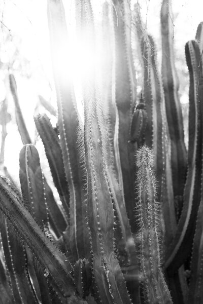 Arizona desert cactus black and white print