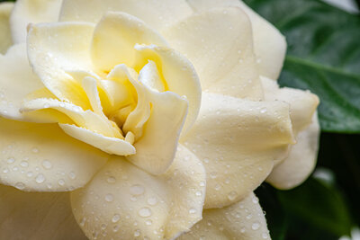 shutterstock_1796871712
