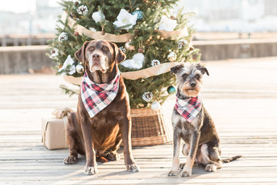 Two dogs wearing plaid scarves in the Charlestown Navy Yard