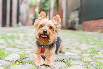 Yorkie laying in Beacon Hill