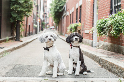 Two Bordoodles wearing bow ties in Beacon Hill alley
