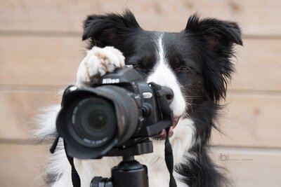 Barbara Daamen heeft kennis van haar vak als hondenfotograaf,