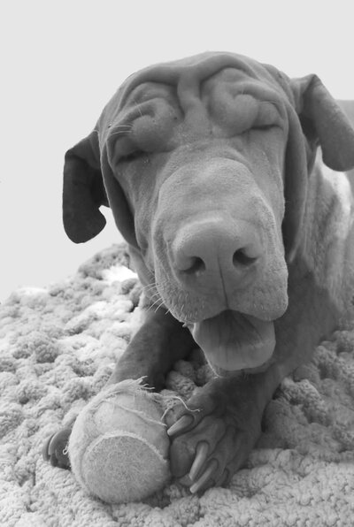 Tired-Dog-Annie