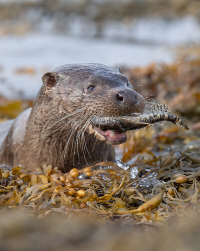 Otter on the Isle of Mull during a photography workshop