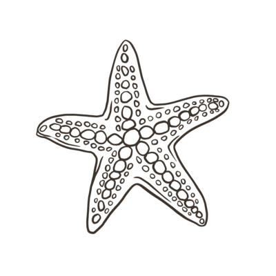 Starfish Drawing