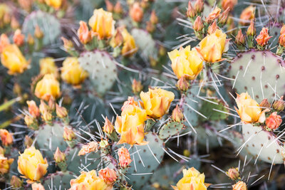 Phoenix Arizona desert cactus with spring flowers