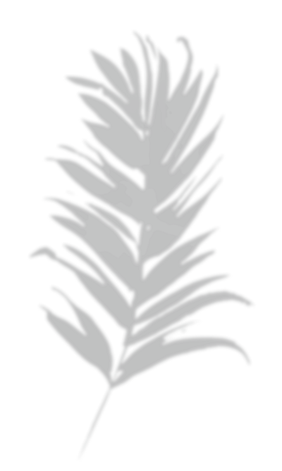 Tropical plant illustration