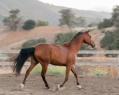 Monterey county horse enjoying free time in the arena trotting