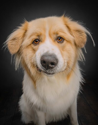 white and tan mixed dog in mobile portrait studio