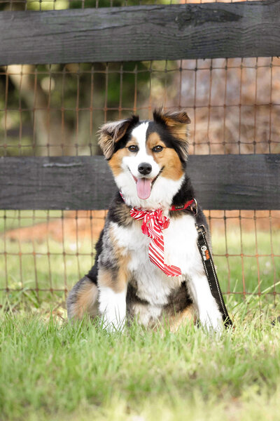 dog with tongue sticking out sitting and posing with a red ribbon on its collar