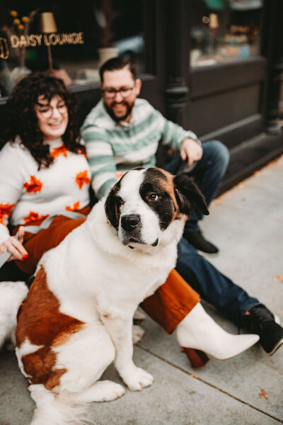 A member of O & B Photo Co, a senior St. Bernard dog sits in front of her owners, Olivia & Bryan, in front of Daisy Lounge and Sojourn Booksellers in Downtown Stevens Point WI